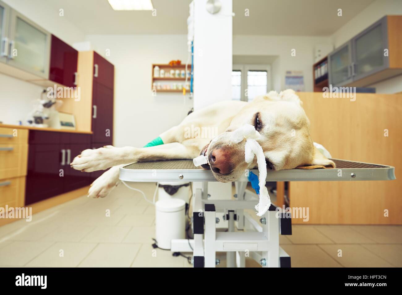 Malati labrador retriever in clinica veterinaria Foto Stock