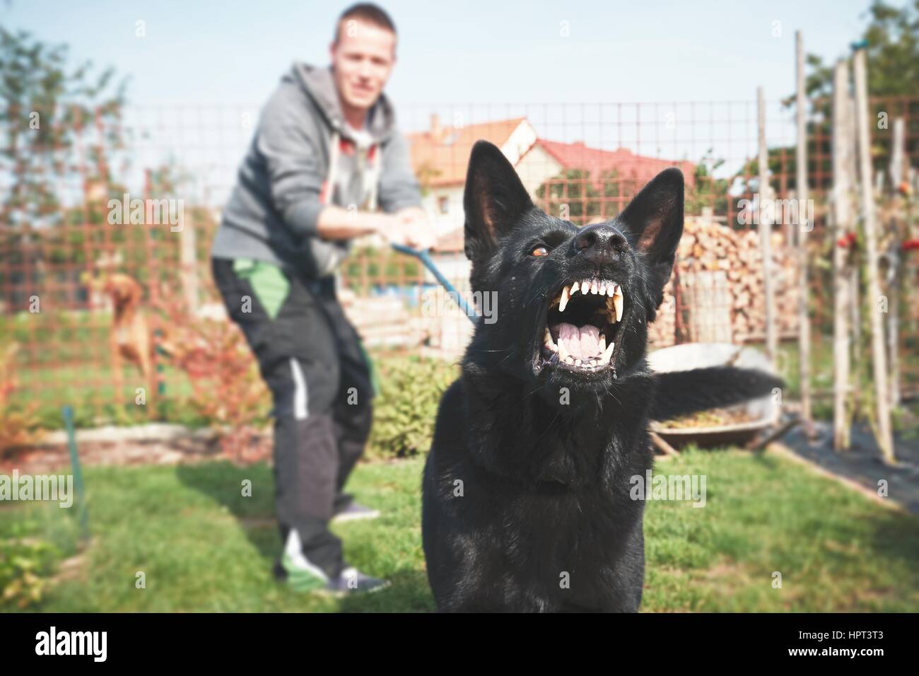 Cane aggressivo è barking. Giovane con arrabbiato cane nero al guinzaglio. Foto Stock