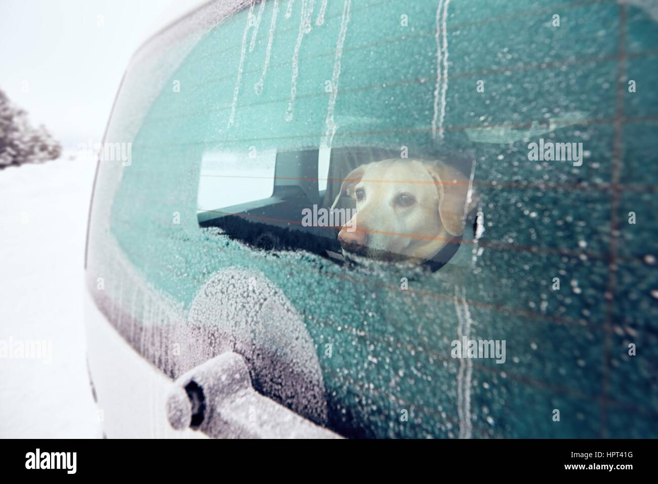 In viaggio con il cane. Giallo labrador retriever guardando attraverso la finestra della vettura nella natura innevata. Foto Stock