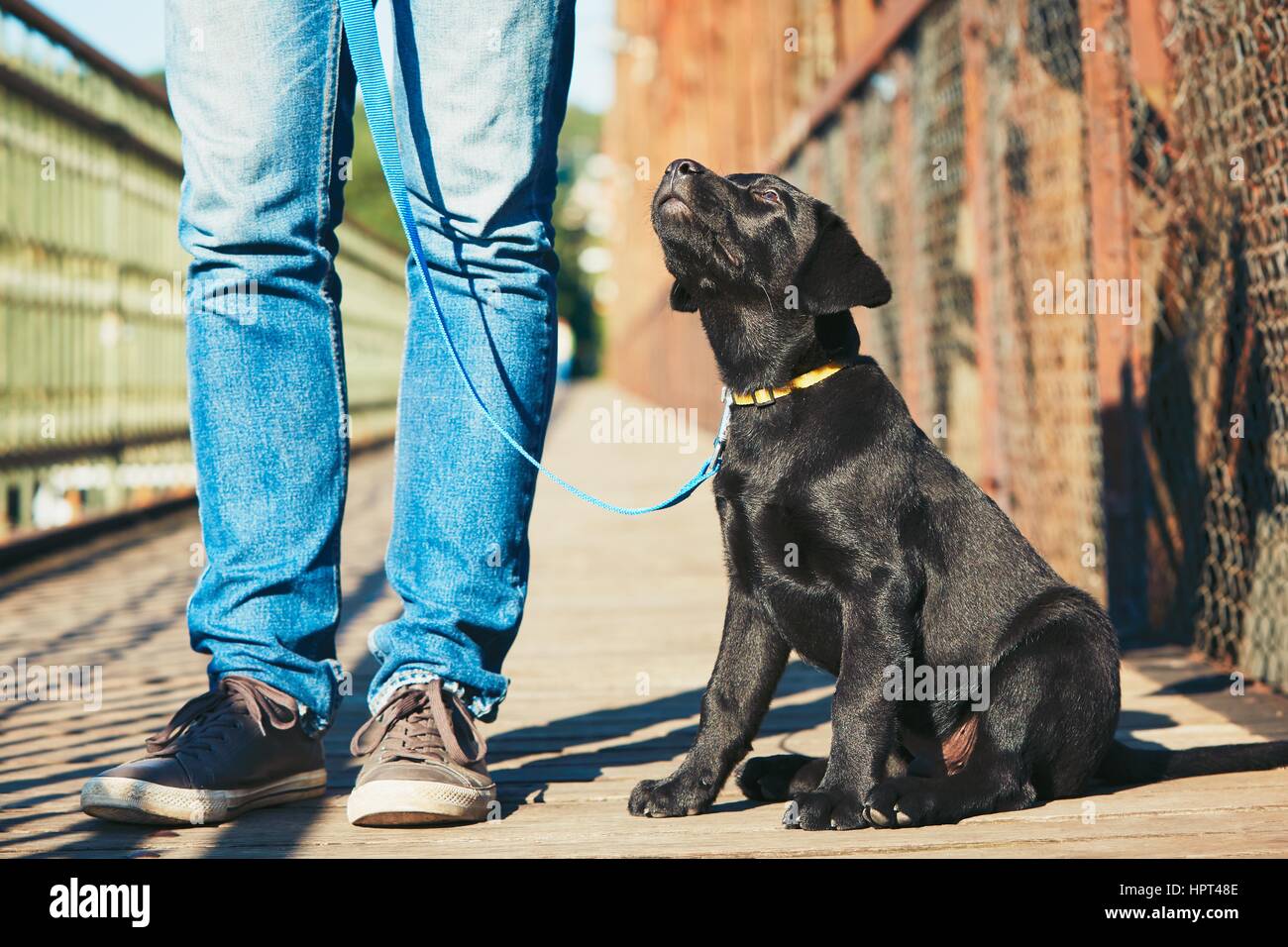 Passeggiata mattutina con il cane (nero labrador retriever). Giovane uomo è la formazione il suo cucciolo di camminare al guinzaglio. Foto Stock