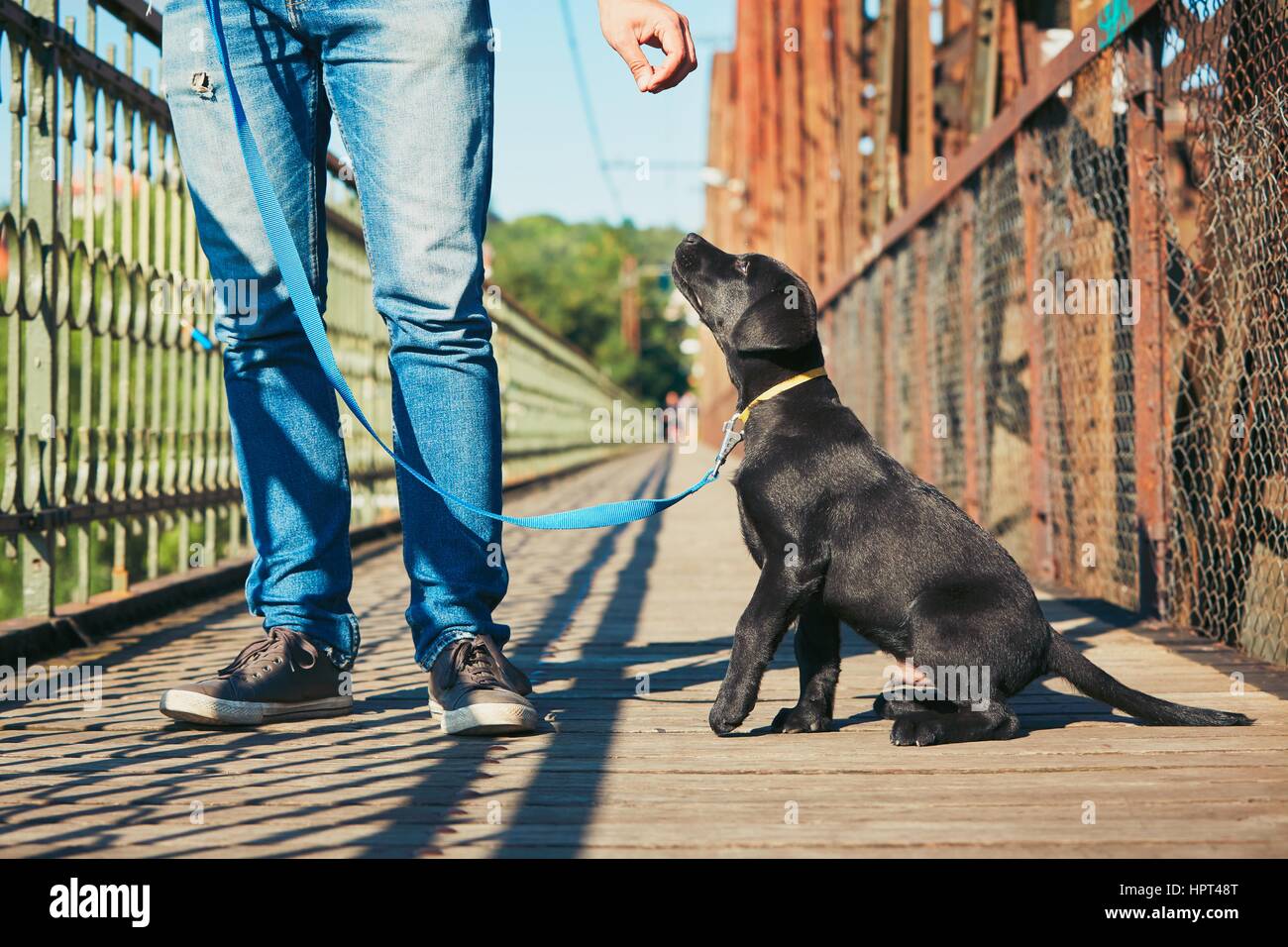 Passeggiata mattutina con il cane (nero labrador retriever). Giovane uomo è la formazione il suo cucciolo di camminare al guinzaglio. Foto Stock