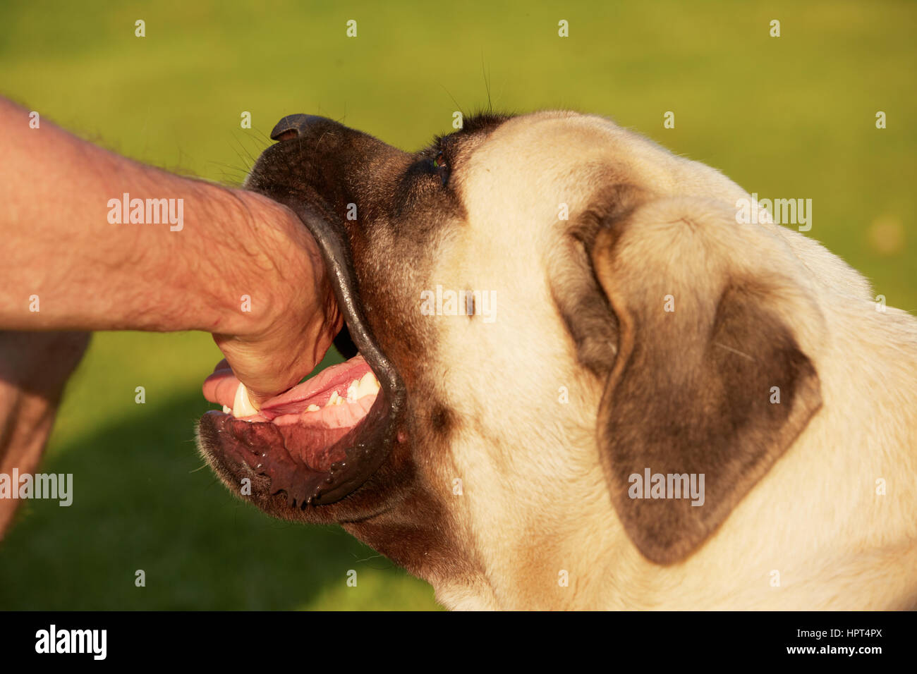 Morso di cane - Mastiff - messa a fuoco selettiva su zanne Foto Stock