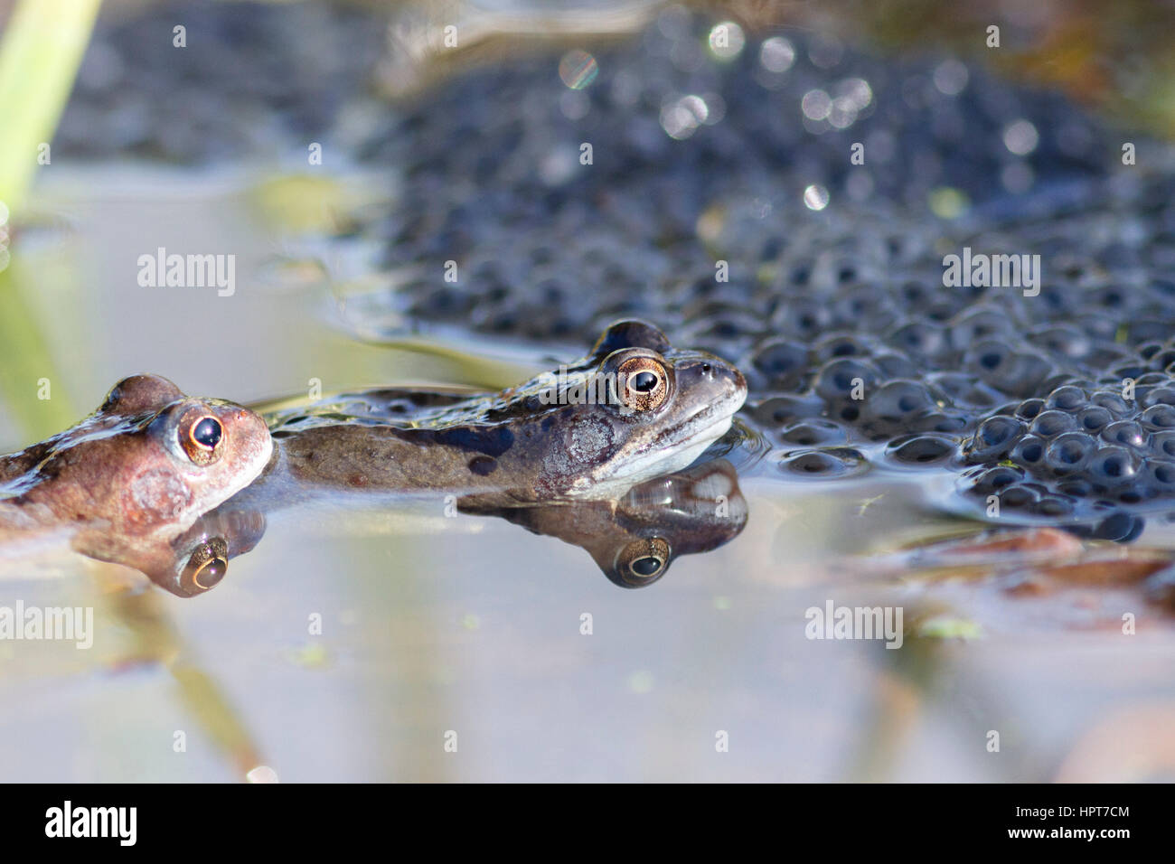 24 Febbraio, 2017. Regno Unito meteo. Rane comuni (Rana temporaria) galleggiante tra masse di rigenerarsi in un laghetto in giardino in East Sussex, UK Credit: Ed Brown/Alamy Live News Foto Stock