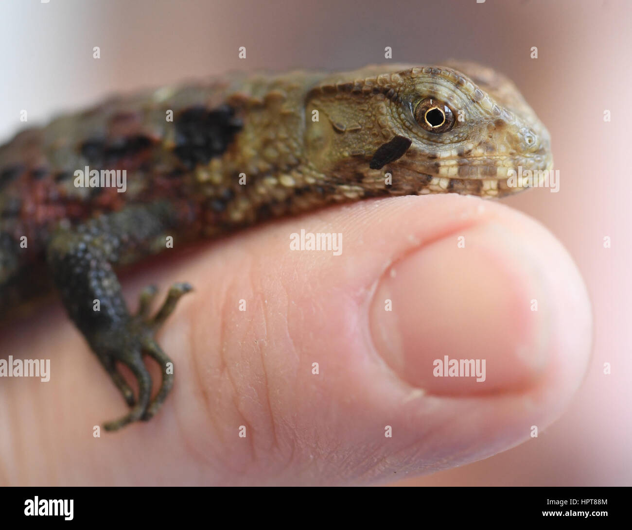 Karlsruhe, Germania. 24 Febbraio, 2017. Giovani lucertole coccodrillo può essere visto presso il Vivarium dello Stato Museo di Scienze Naturali di Karlsruhe in Germania, 24 febbraio 2017. La prole, nove giovani lucertole, è nato nel mese di ottobre 2015. Secondo il museo, solo qualche centinaio di coccodrillo lucertole possono essere trovati in natura. I neonati non può ancora essere presentato ai visitatori del museo. Foto: Uli Deck/dpa/Alamy Live News Foto Stock