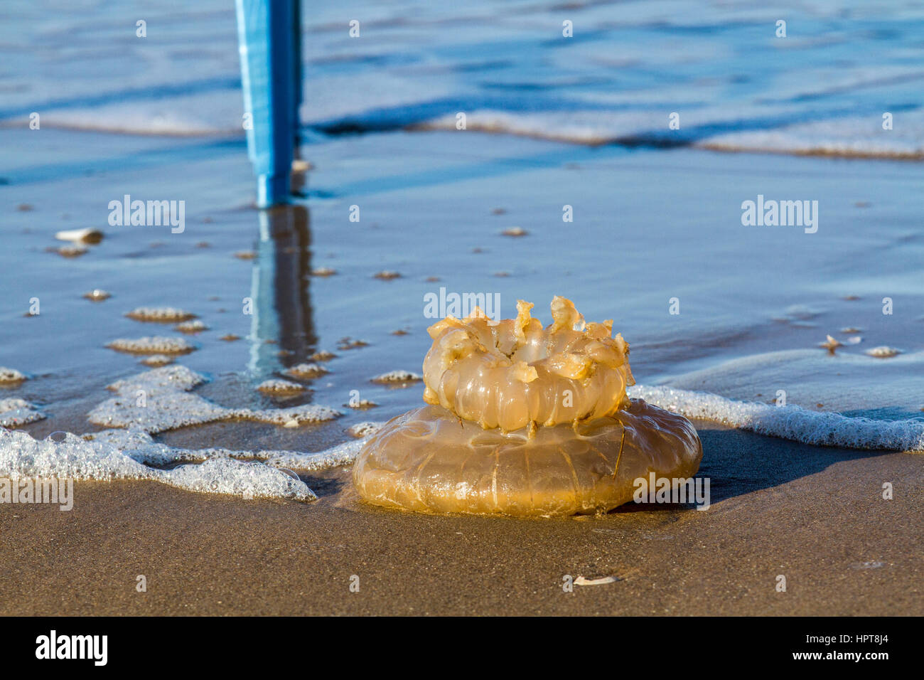 Ainsdale, Merseyside, Regno Unito. Regno Unito Meteo. 24 febbraio 2017 massiccia Meduse e plastica marino lavato fino dopo la tempesta Doris. La presenza di detriti nel mare a sinistra da una marea sfuggente e shore a Southport, Merseyside costituito da gettare oggetti in plastica e rare la vita marina che si vede raramente su queste rive. Credito: MediaWorldImages/AlamyLiveNews Foto Stock