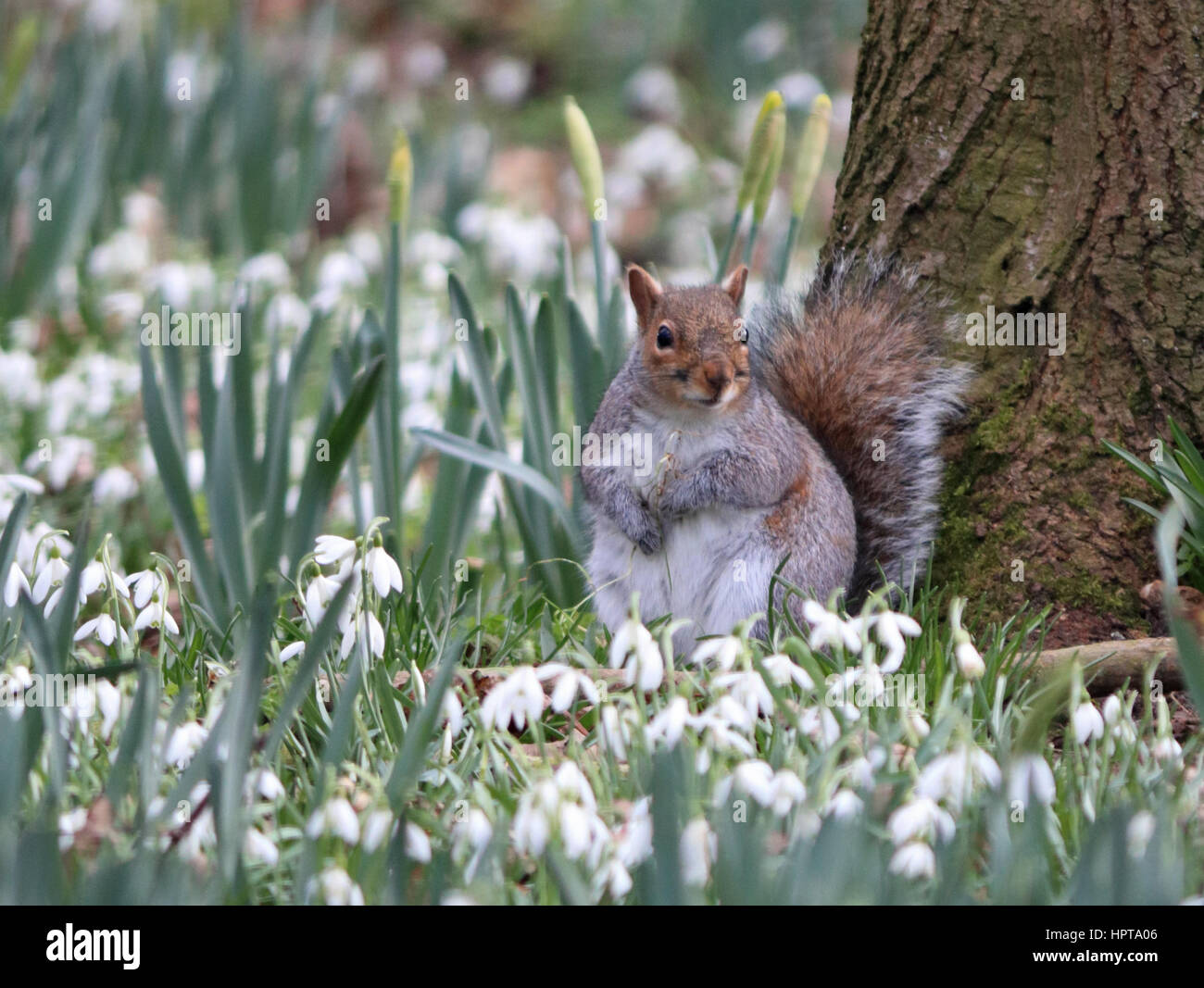 Nonsuch Park, CHEAM SURREY, Regno Unito. Il 24 febbraio 2017. Un gray squirrel siede tra un sorprendente display di bucaneve in fiore a Nonsuch Park, Cheam, Surrey. I delicati fiori di primavera hanno creato un tappeto di bianco in alberi vicino a Nonsuch mansion. Credito: Julia Gavin UK/Alamy Live News Foto Stock