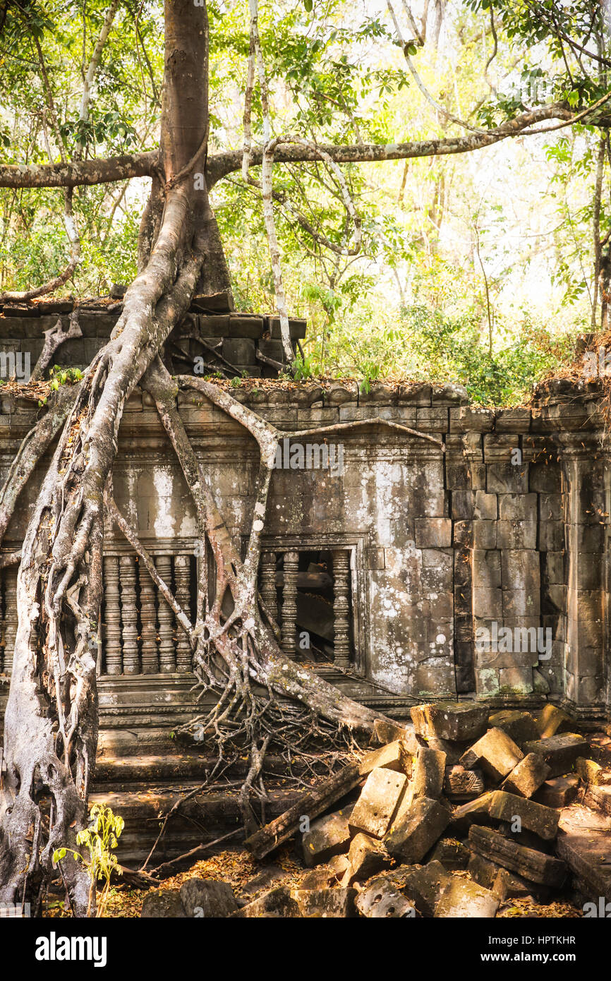 Cambogia Angkor, Beng Mealea tempio Foto Stock