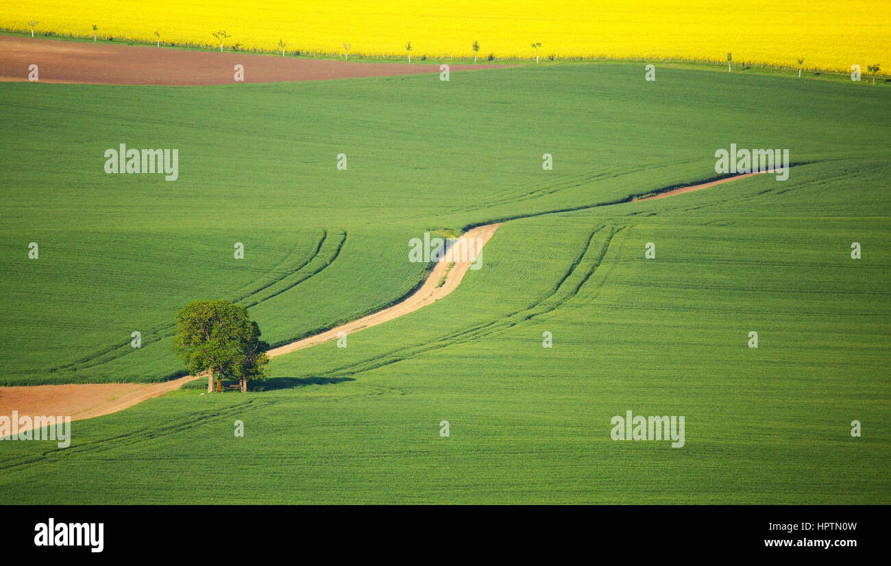 Unico apple tree sul prato verde sulla giornata di sole Foto Stock