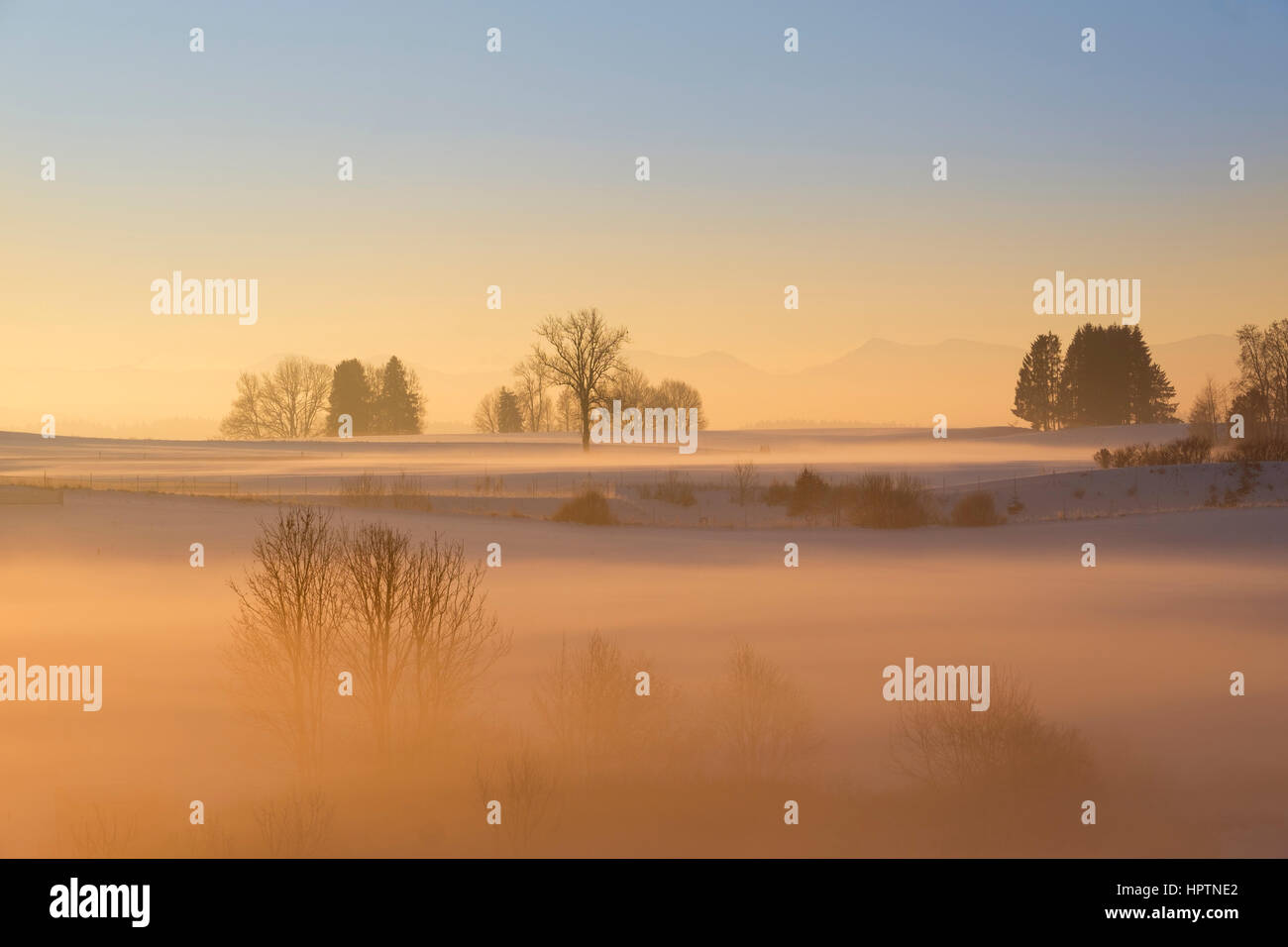 Germania, Gebrazhofen, nebuloso paesaggio invernale all'alba Foto Stock