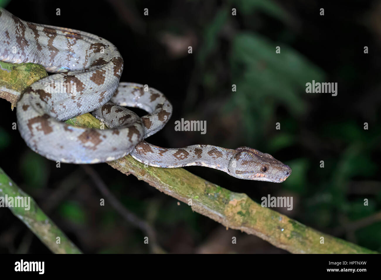 Perù, il Parco Nazionale del Manu, Amazon tree boa su ramoscello Foto Stock