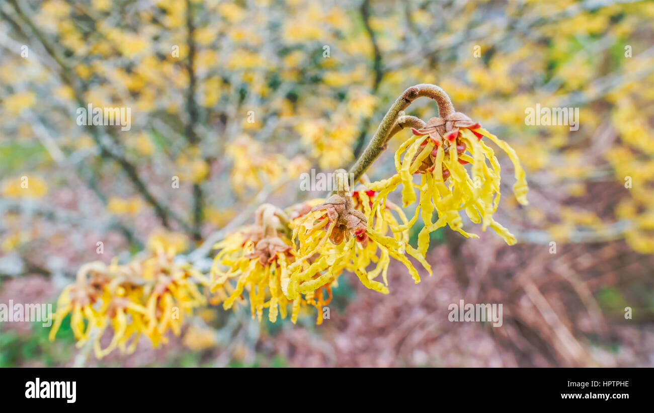 Amamelide fiori gialli in inverno. Ampio angolo di macro, defocussed sfondo. Nel Regno Unito, in febbraio. Foto Stock