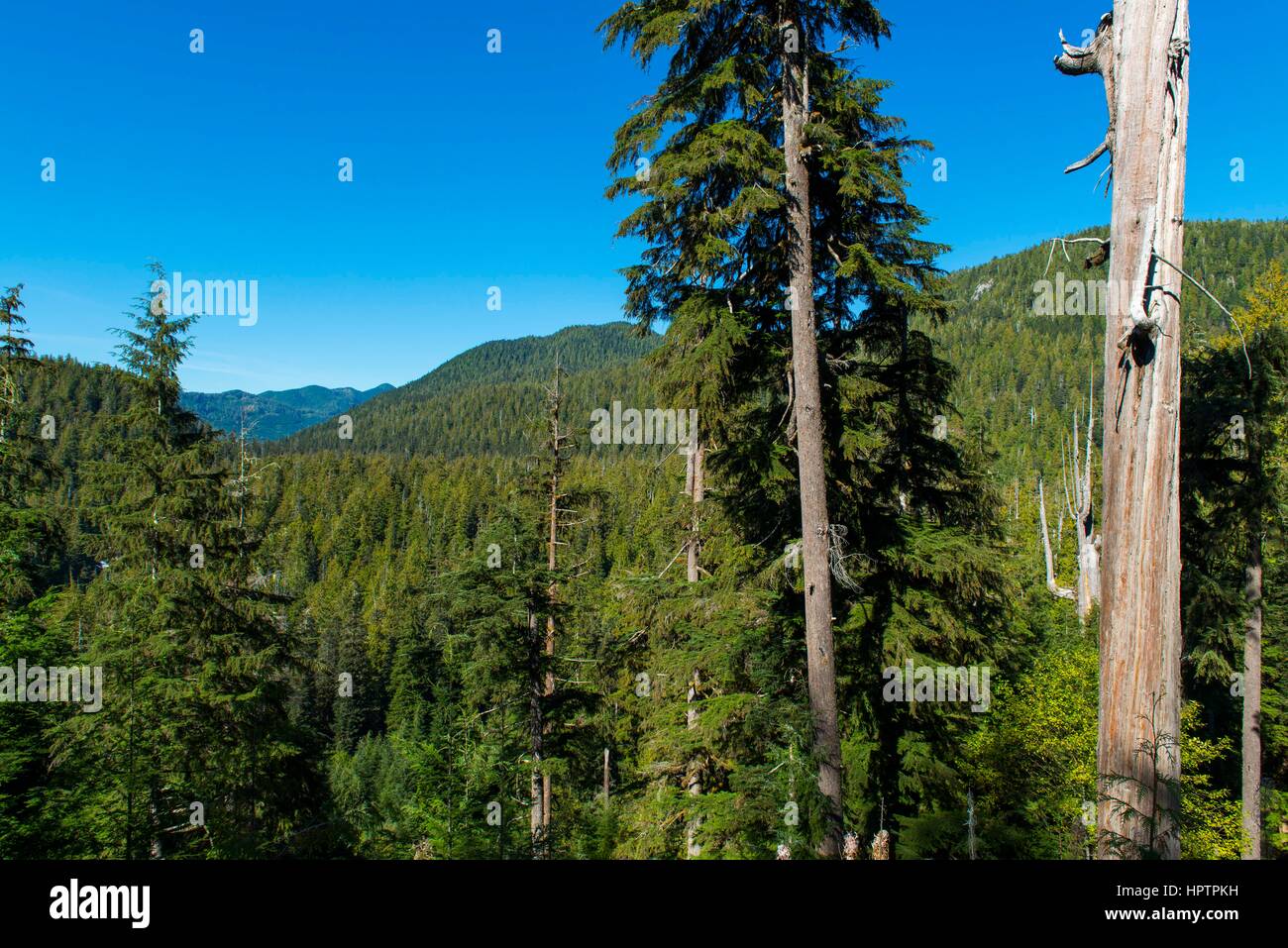 La foresta pluviale temperata nella valle centrale di Walbran, Port Renfrew, Isola di Vancouver, British Columbia, Canada Foto Stock