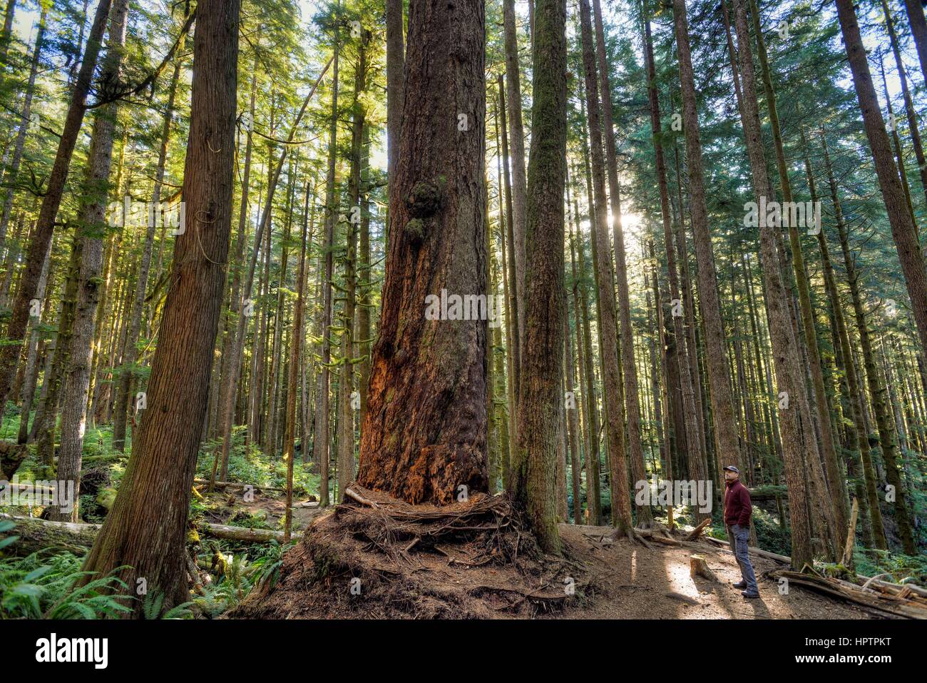 L uomo sta nella Vecchia Foresta di Avatar Grove, Port Renfrew, Isola di Vancouver, British Columbia, Canada Foto Stock