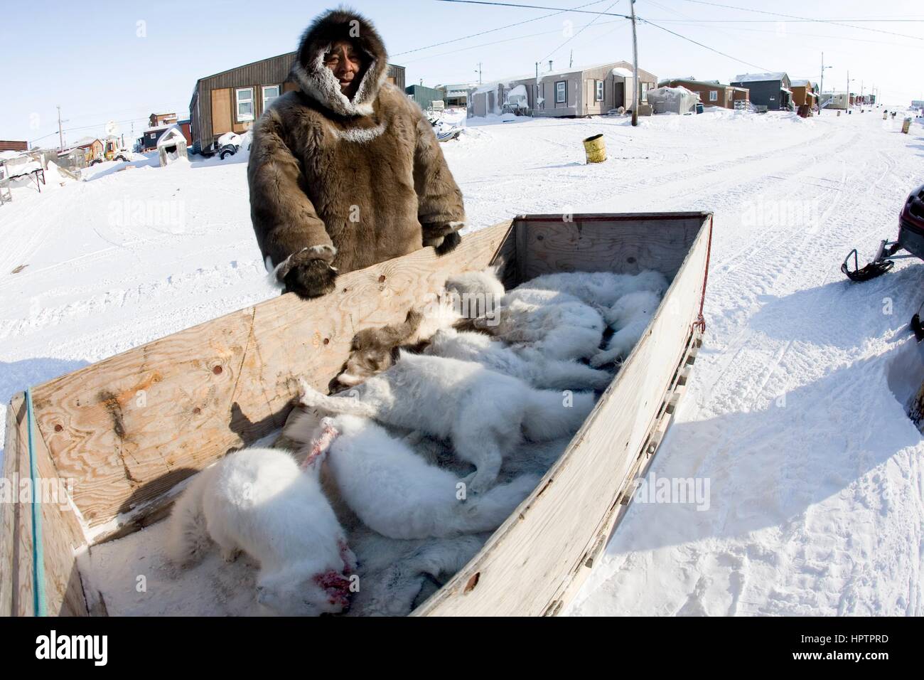 Inuit del Canada sono a caccia di animali da pelliccia per Foto Stock