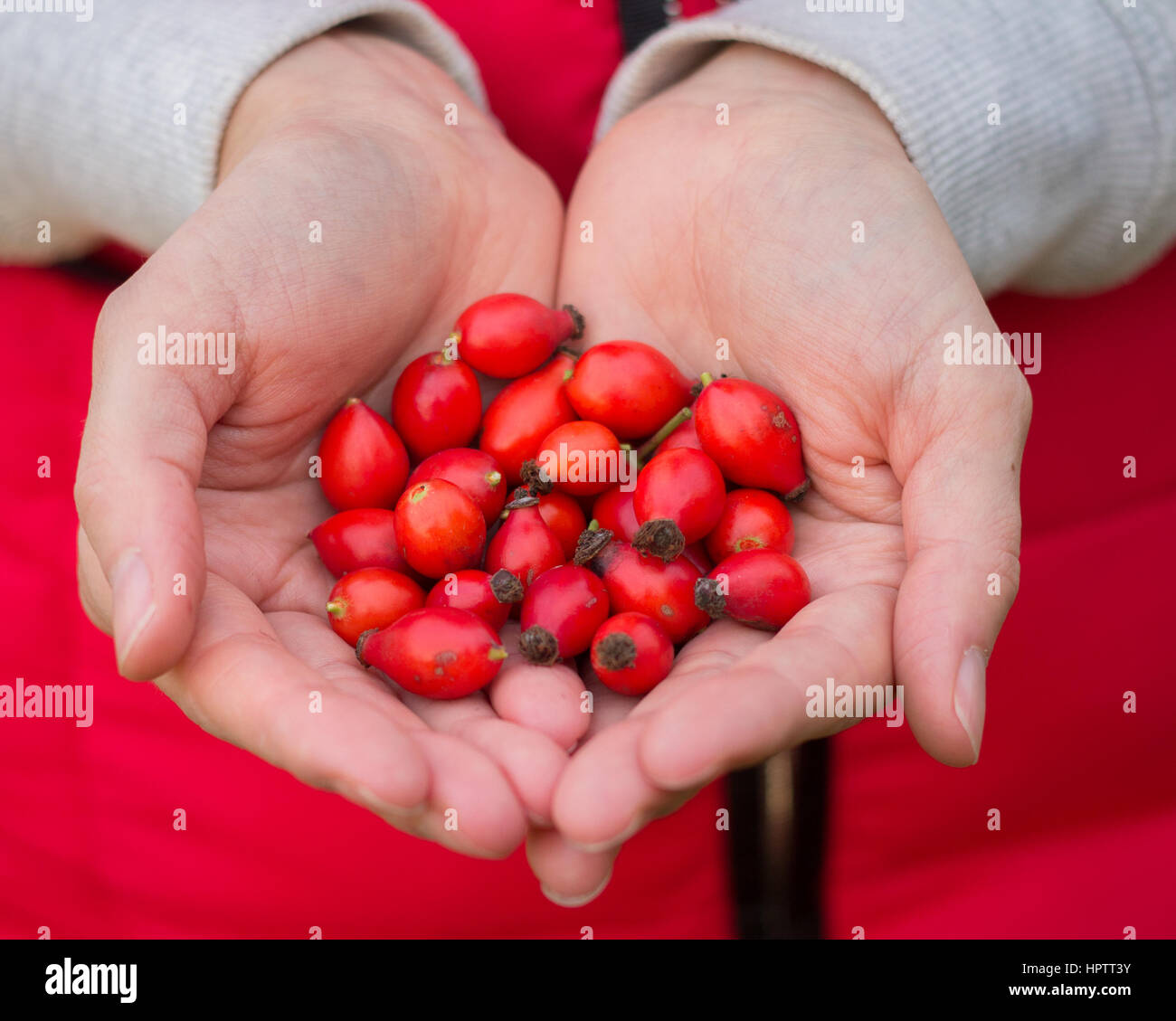 bacche di rosa canina Foto Stock