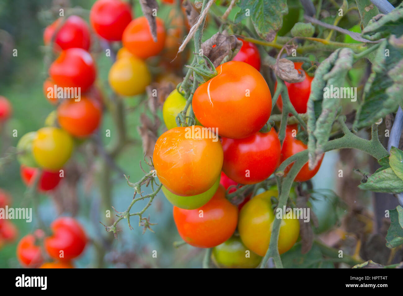 Mazzetto di ripe rosso pomodoro closeup crescendo in giardino Foto Stock
