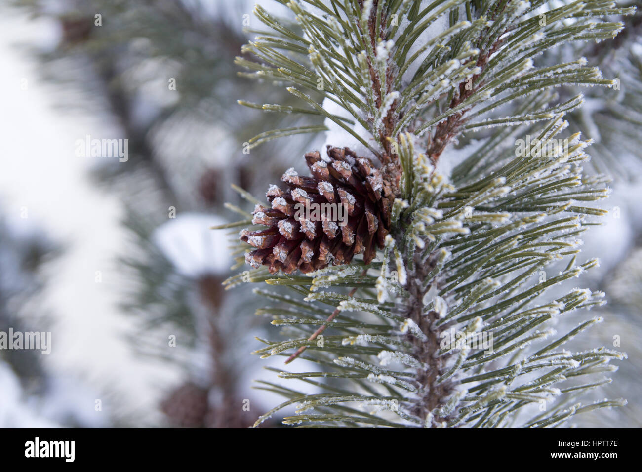 Ramo di abete con cono di pino e neve Foto Stock