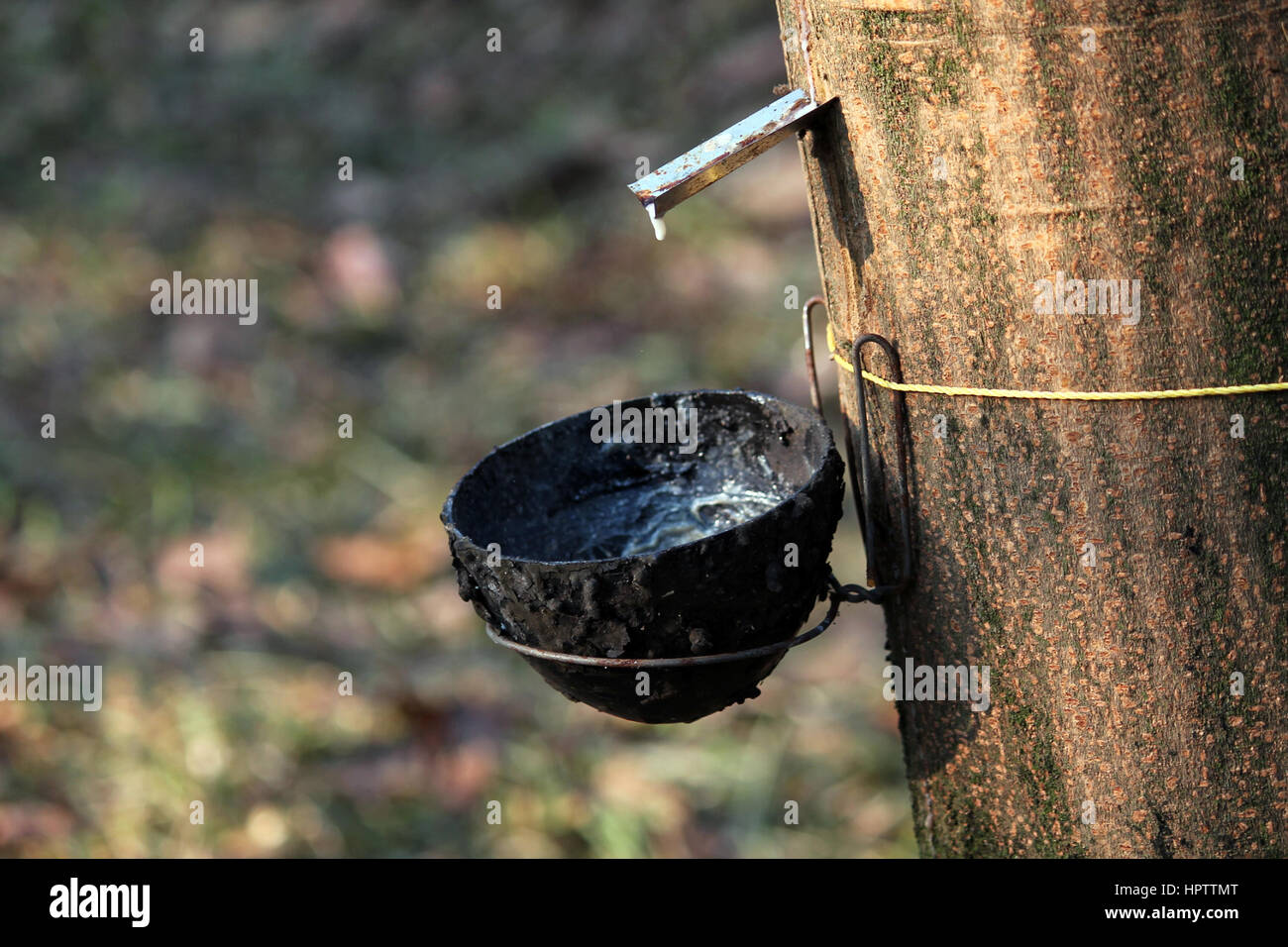 Toccando il sangue bianco Foto Stock