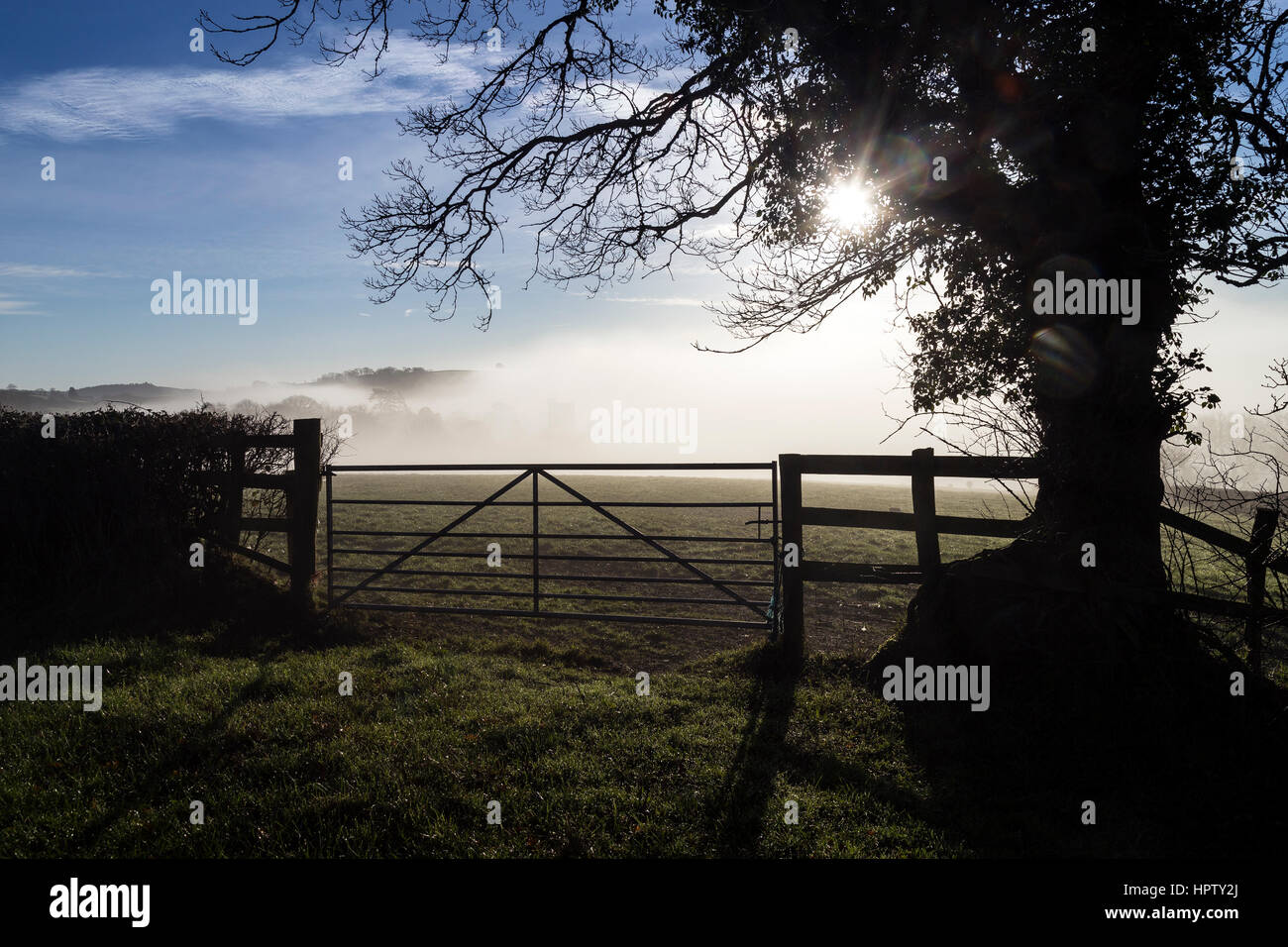 Pecore pascolano i terreni agricoli attorno a Stoke Gabriel nel sud prosciutti Devon Foto Stock