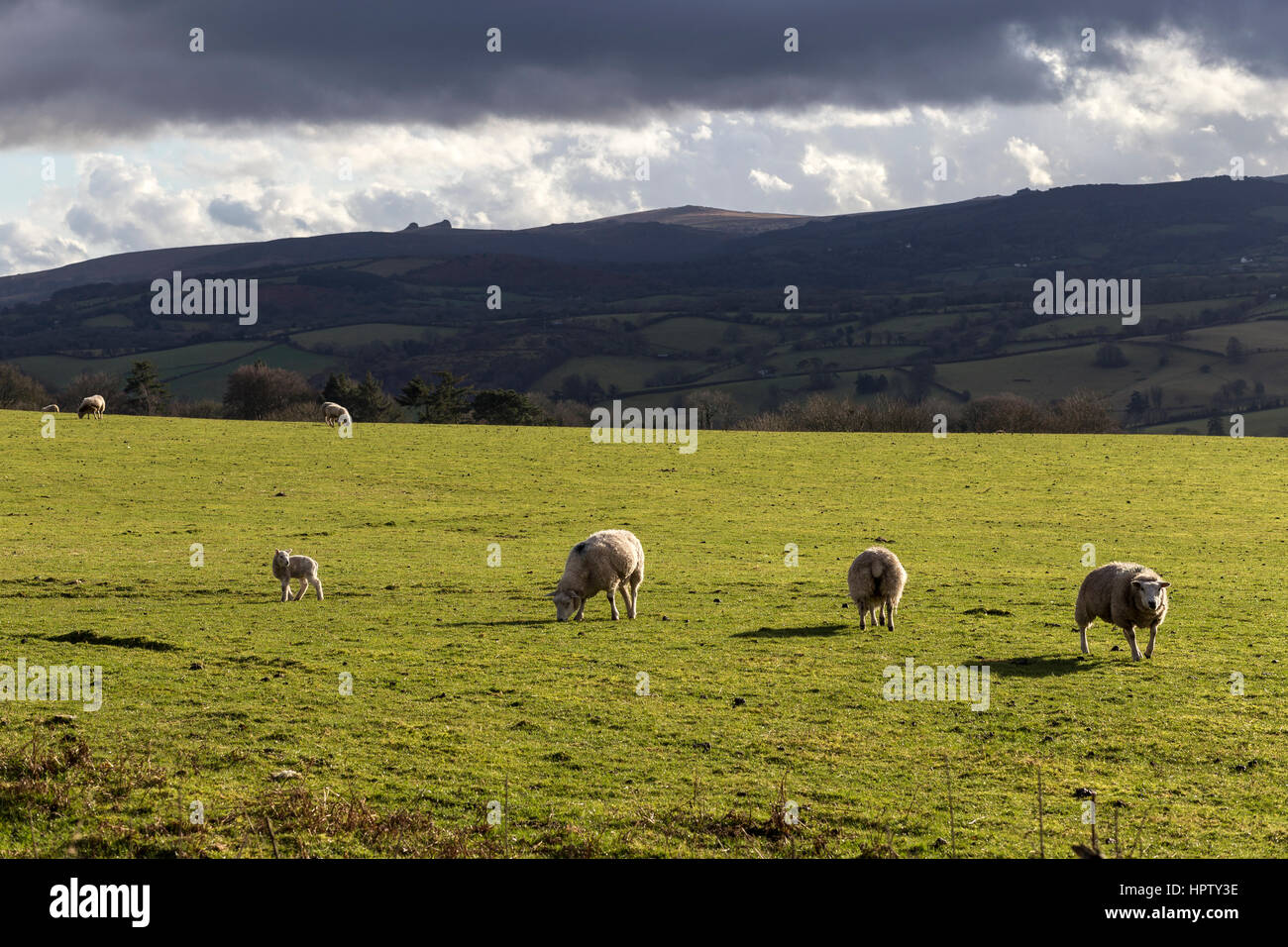 Pecore pascolano i terreni agricoli attorno a Stoke Gabriel nel sud prosciutti Devon Foto Stock