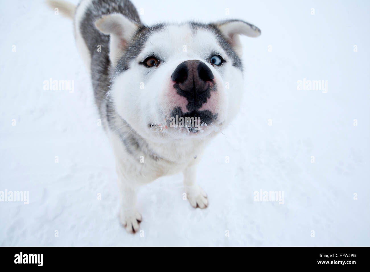 Snow sled sul polo nroth Foto Stock