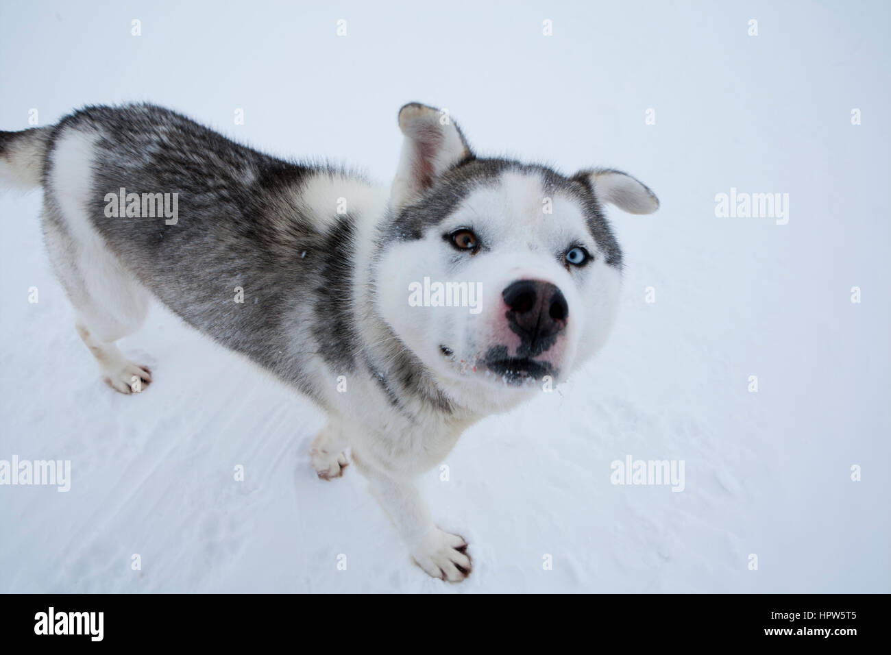 Snow sled sul polo nroth Foto Stock