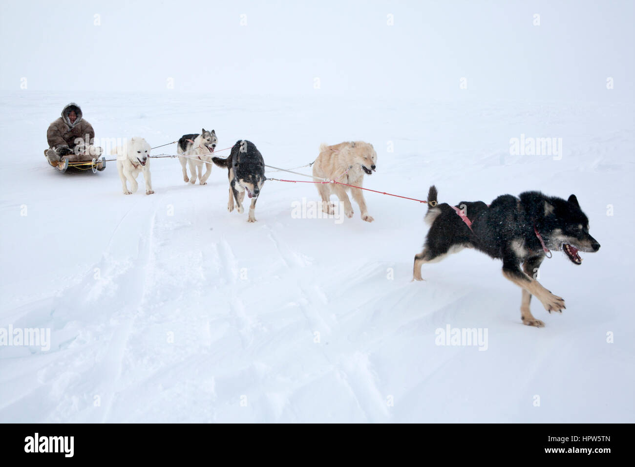 Snow sled sul polo nroth Foto Stock