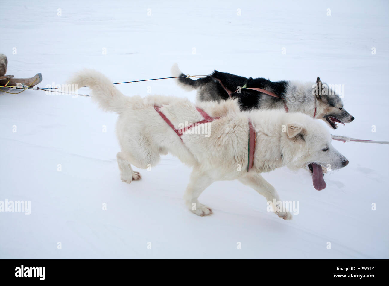 Snow sled sul polo nroth Foto Stock