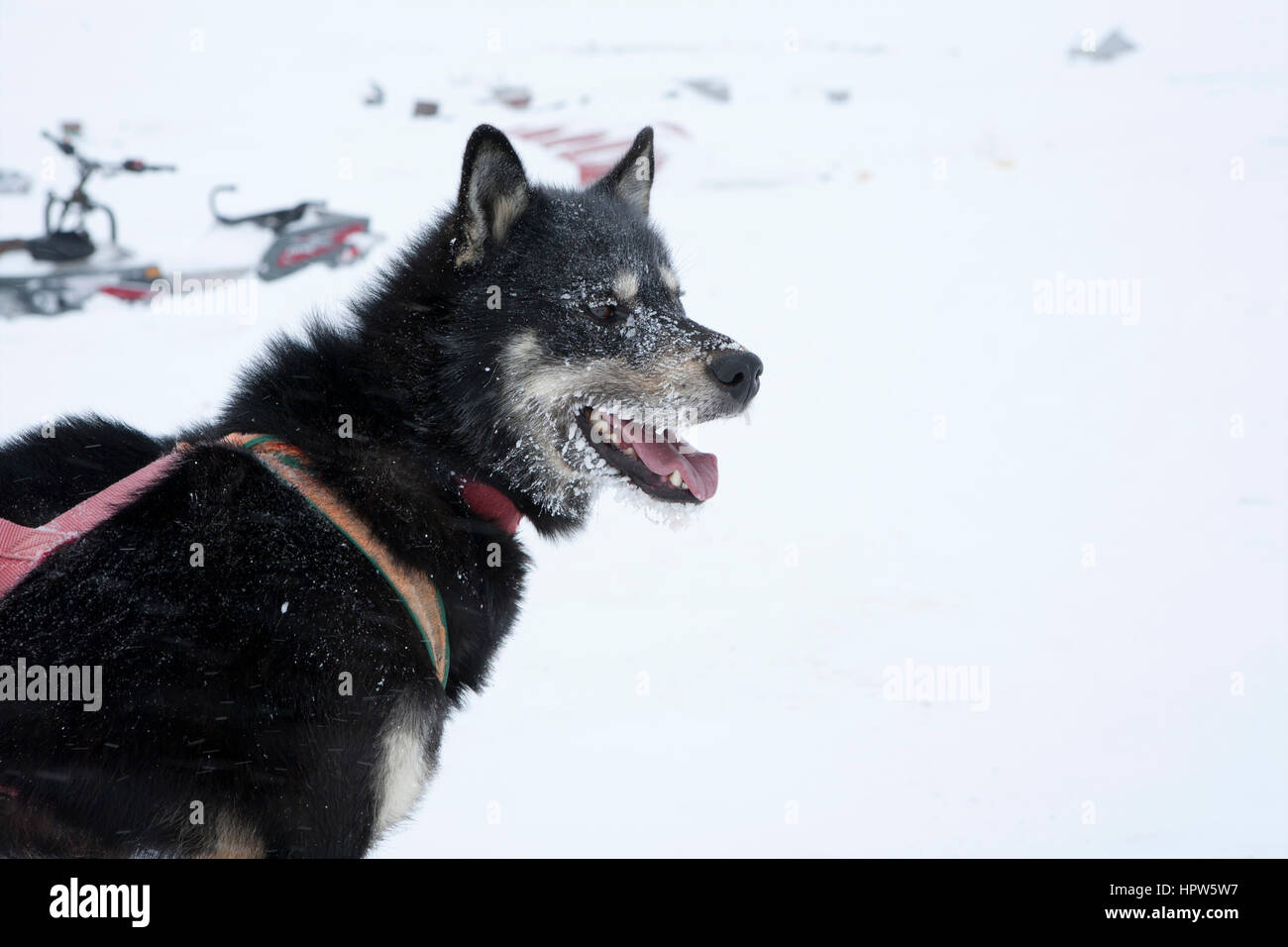 Snow sled sul polo nroth Foto Stock