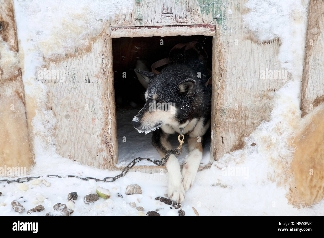 Snow sled sul polo nroth Foto Stock