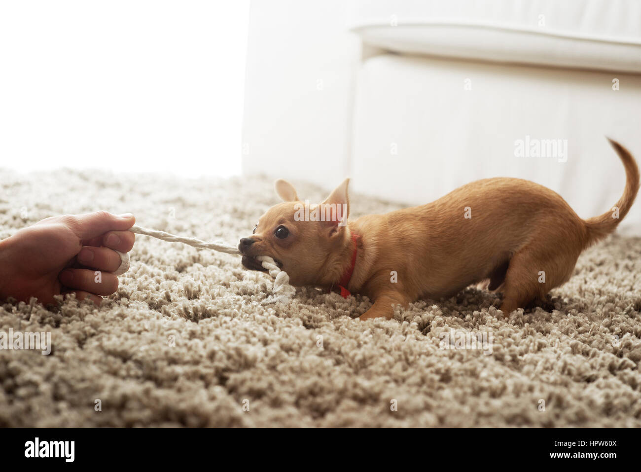Carino chihuahua cane giocando sul soggiorno il tappeto con una fune. Foto Stock
