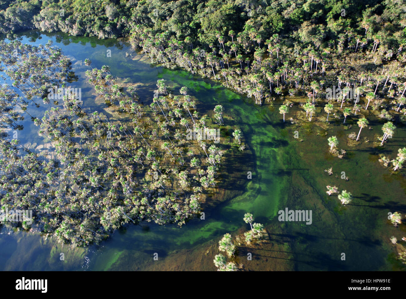 Un lrage parte della Amazone è stata distrutta e trasferite in terreno agricolo. Le principali colture coltivate sono la soia, l'erba per il bestiame e il granturco. La maggior parte delle colture vengono utilizzati per la produzione di biocarburanti o esportati verso l'Europa o noi al foraggio per animali Foto Stock