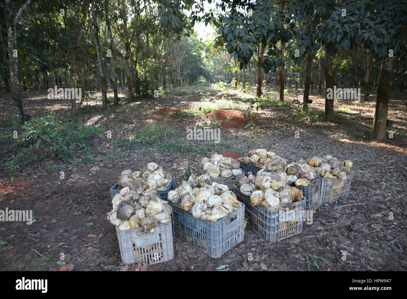 Produzione di gomma in Brasile. Foto Stock