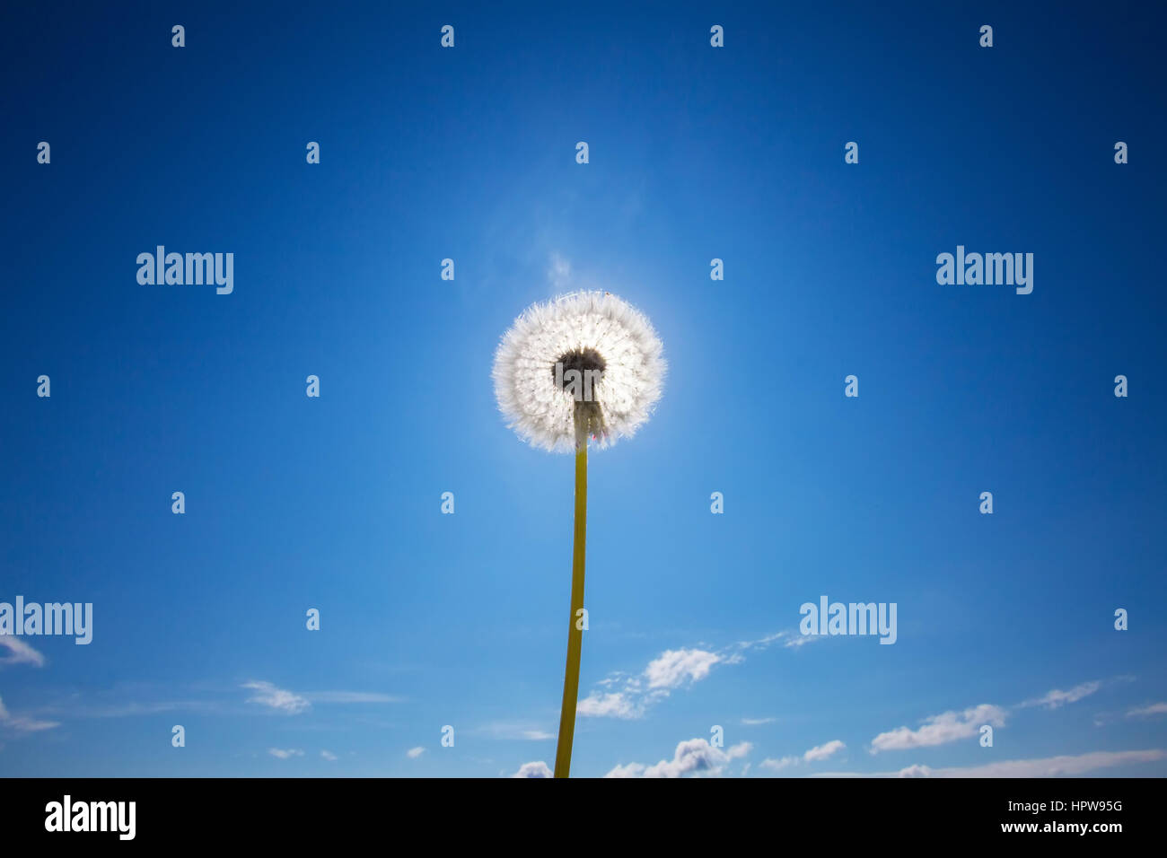 Un dente di leone bianco nella parte anteriore del cielo blu Foto Stock