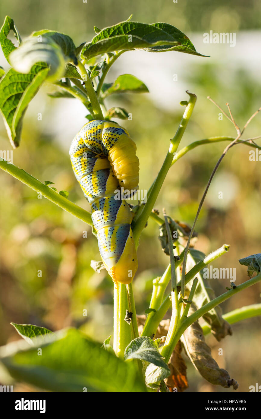 Acherontia Atropo Caterpillar Foto Stock