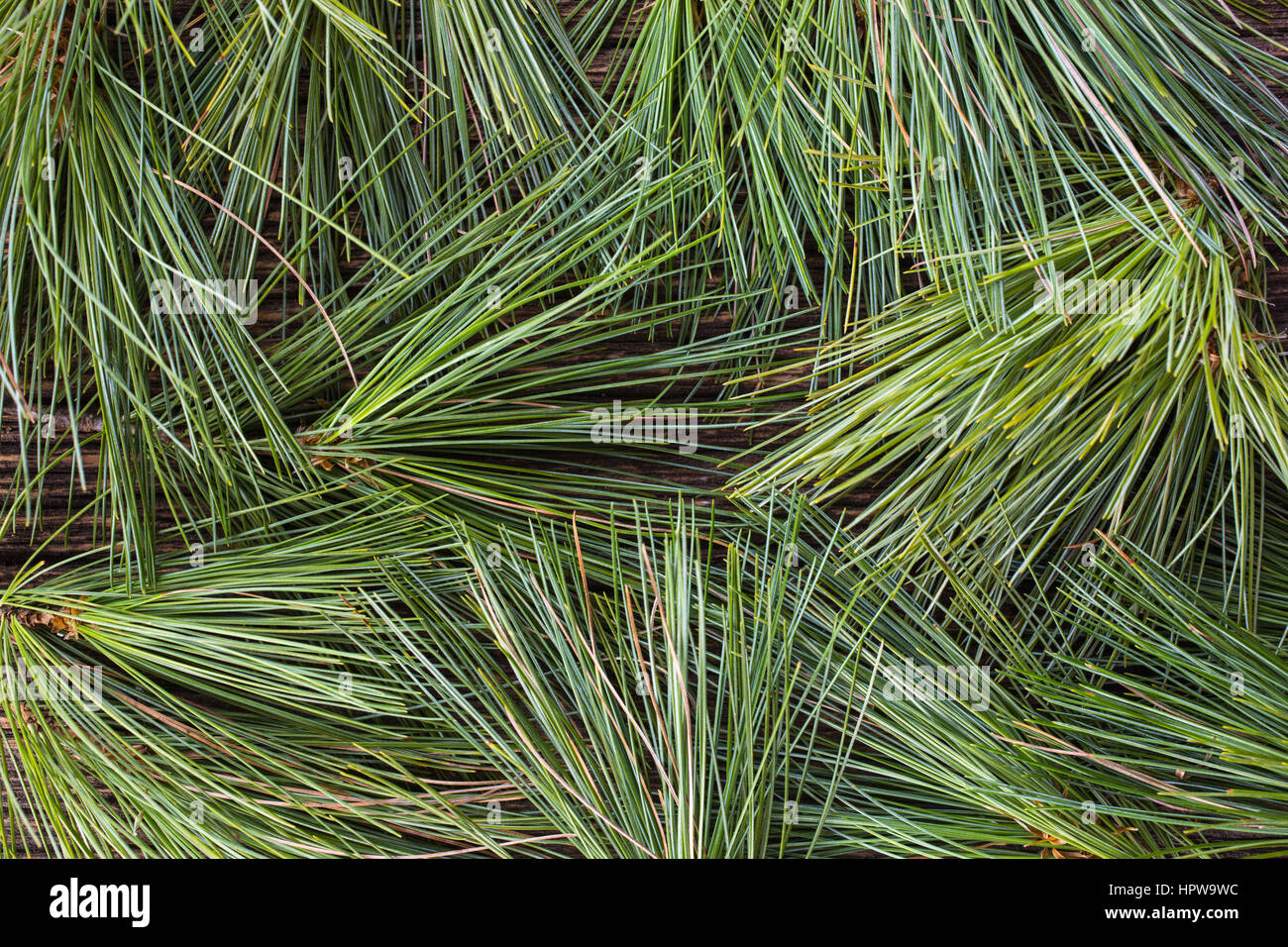 Un backgorund realizzato dal bianco fresco aghi di pino. Foto Stock