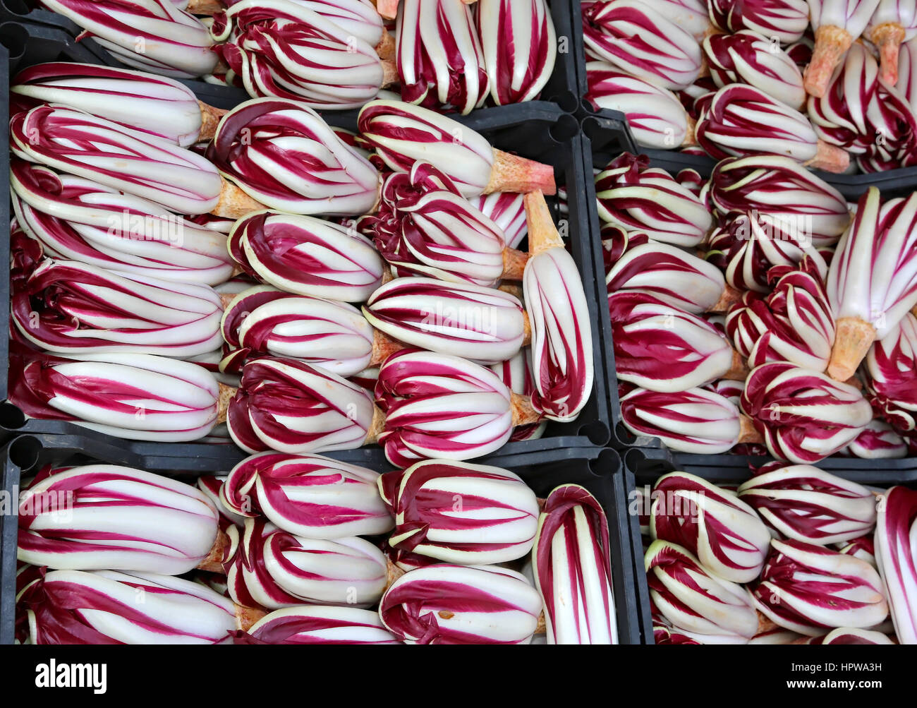 Molti frutti scatola con radicchio rosso di Treviso per la vendita al mercato ortofrutticolo Foto Stock