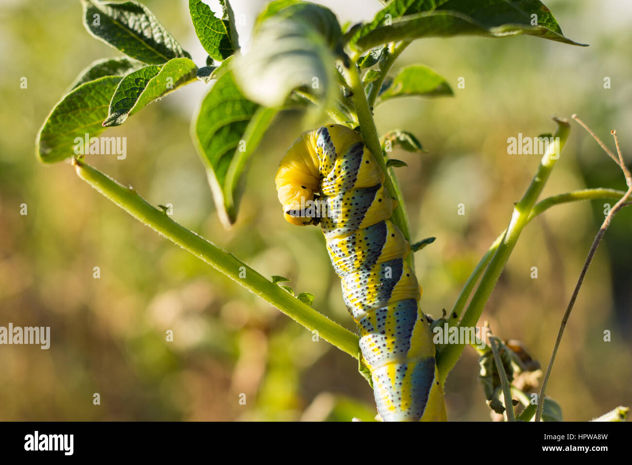 Acherontia Atropo Caterpillar Foto Stock