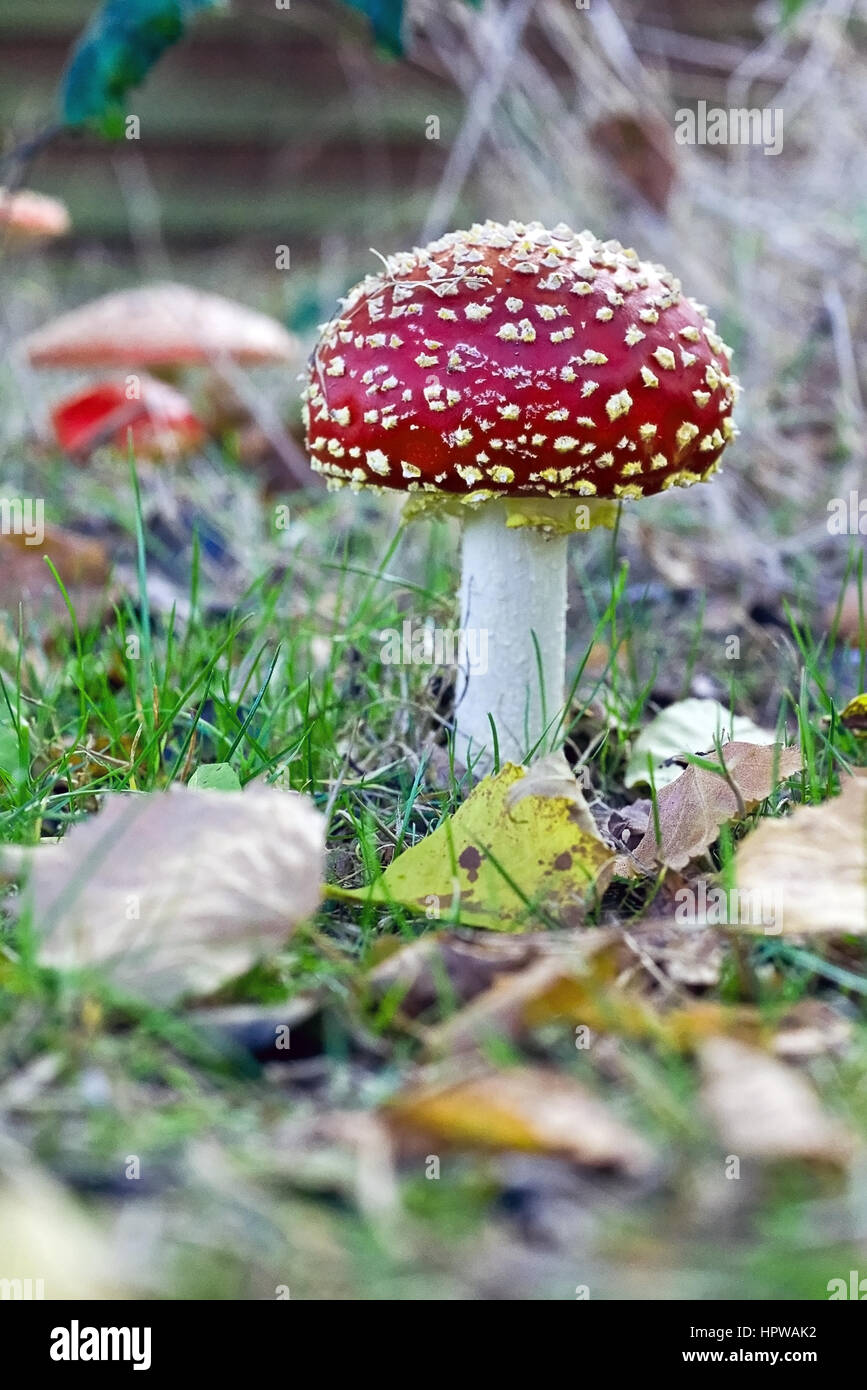 Fly agaric toadstools Foto Stock