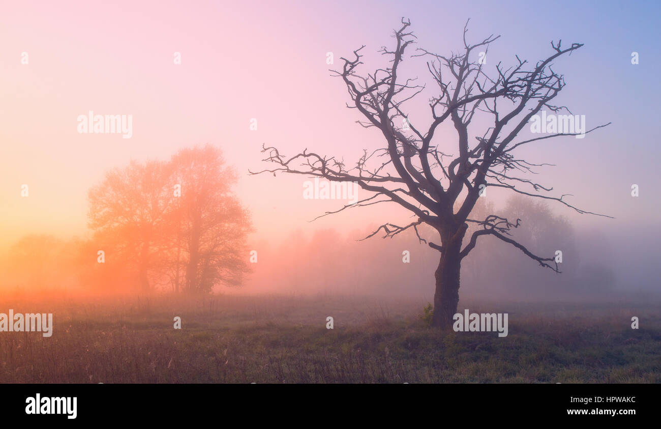 Sole di primavera brilla sul secco di quercia attraverso la nebbia Foto Stock