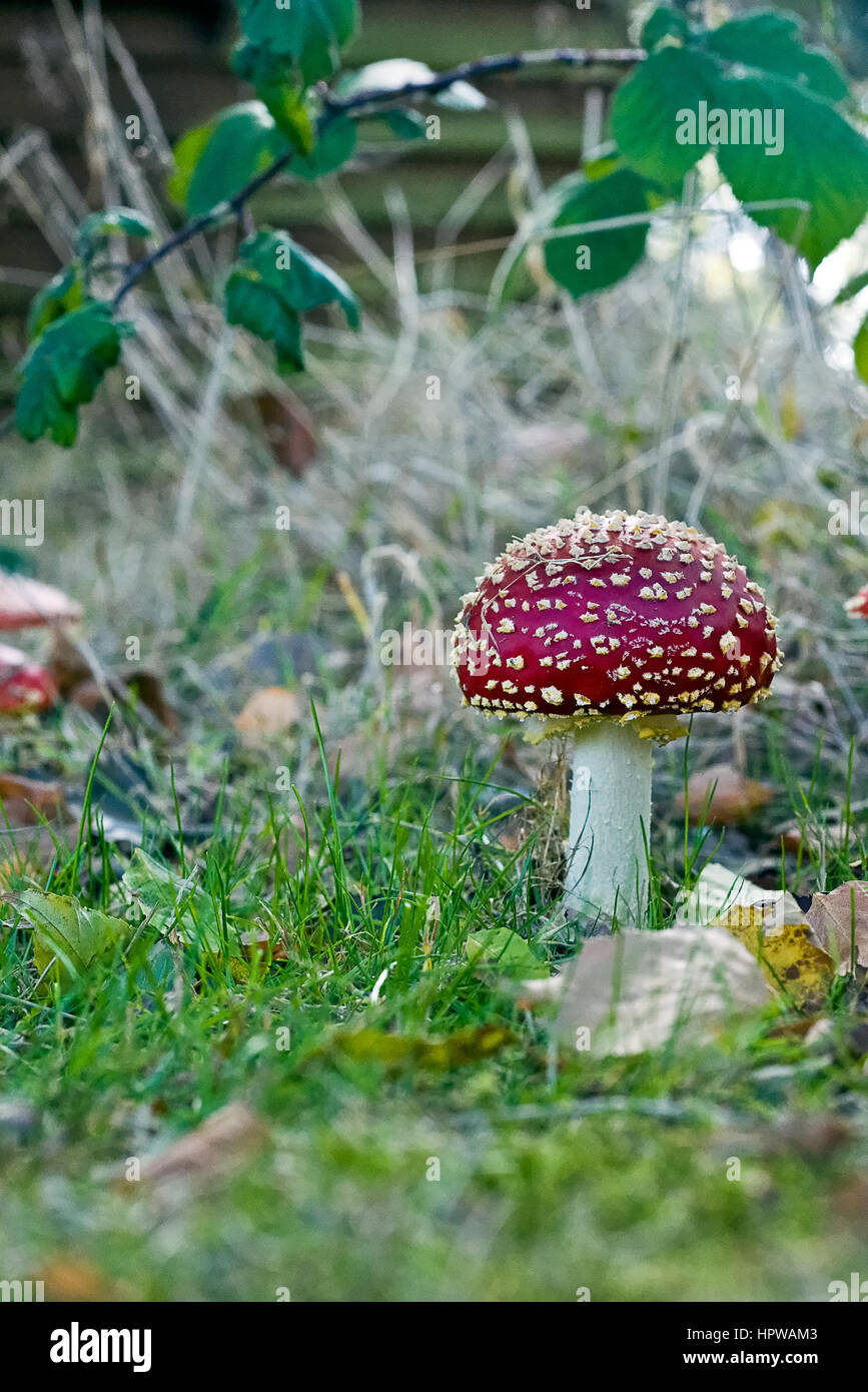 Fly agaric toadstools Foto Stock