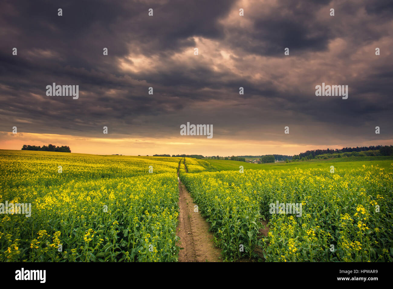 Molla bellissima alba sul campo con fiori di colore giallo Foto Stock