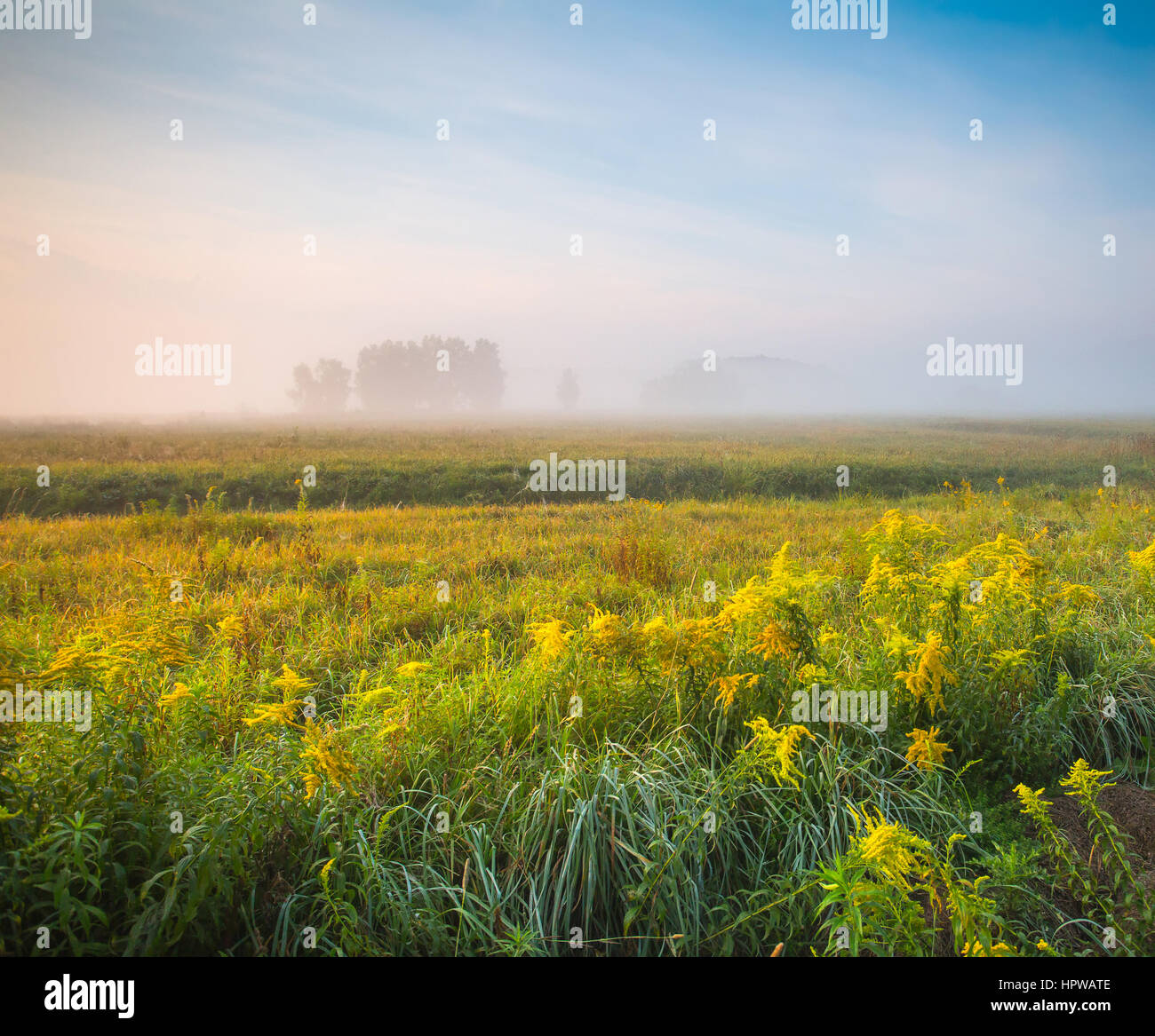 Nebbiosa mattina di primavera con fiori di colore giallo su un campo a molla Foto Stock
