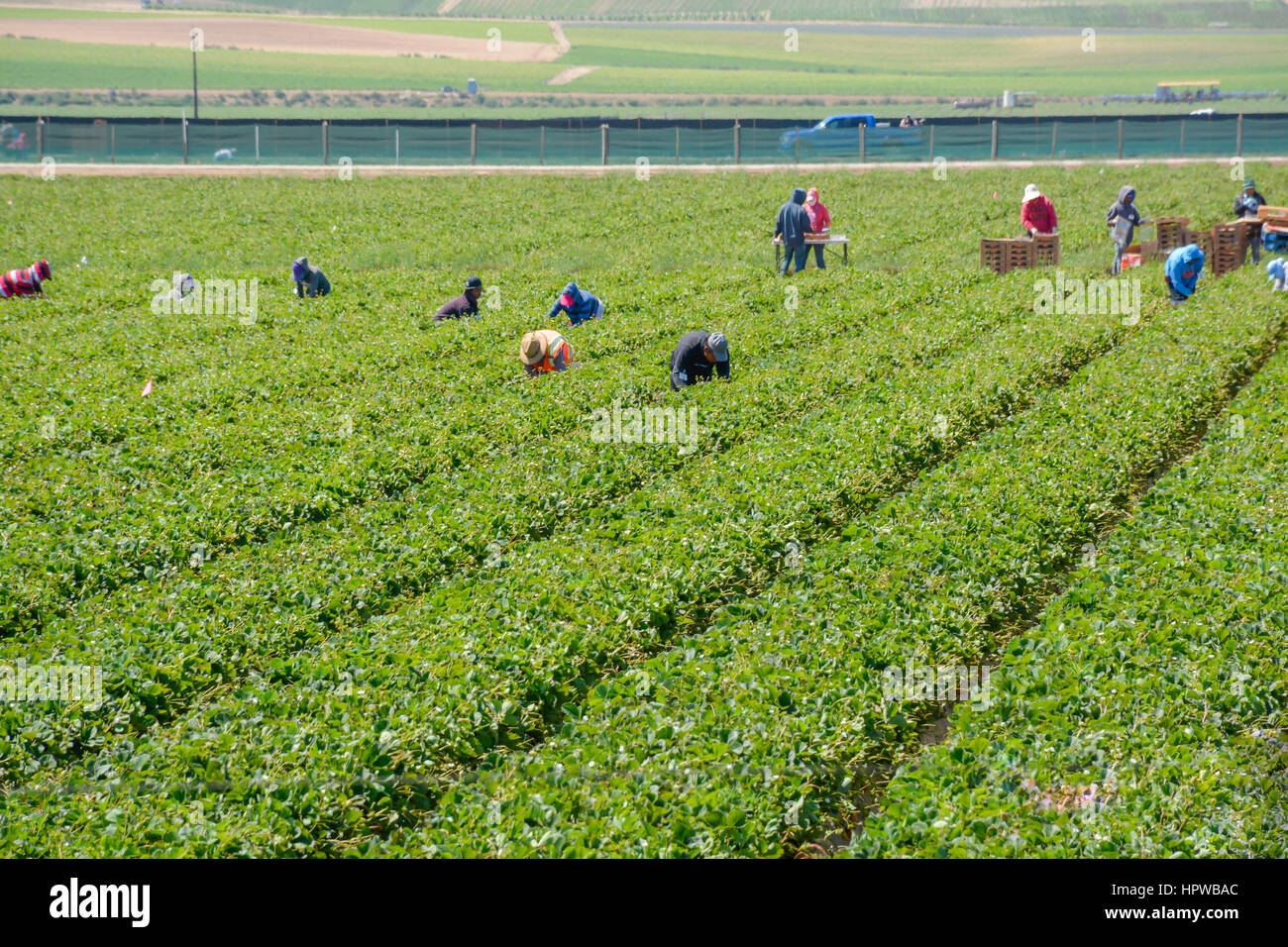 Immigrati messicani i lavoratori agricoli, soprattutto immigrati clandestini, lavorare in Strawberry Fields la raccolta di produrre in California Foto Stock