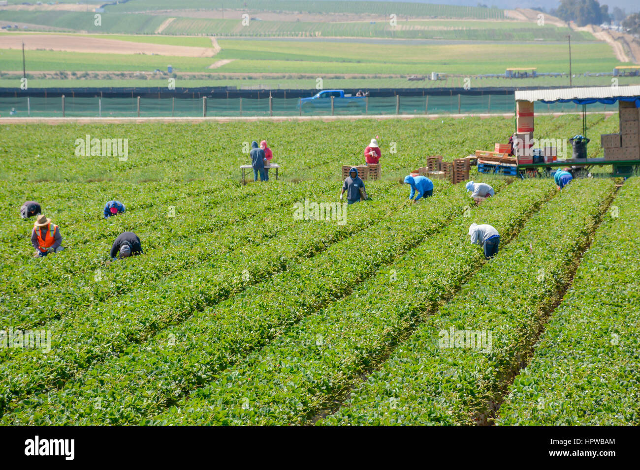 Immigrati messicani i lavoratori agricoli, soprattutto immigrati clandestini, lavorare in Strawberry Fields la raccolta di produrre in California Foto Stock