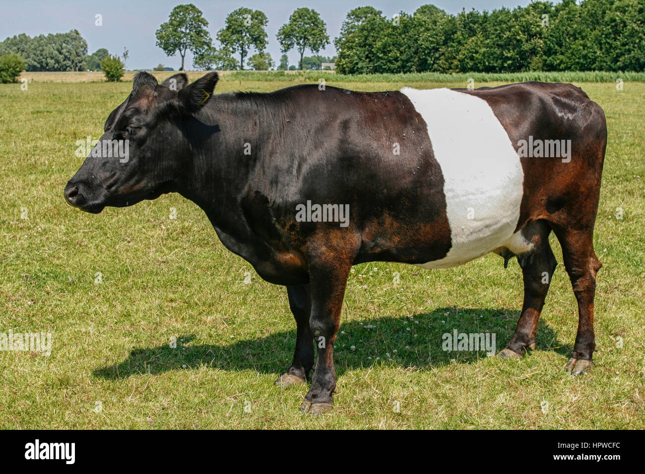 Bella olandese in bianco e nero Lakenvelder mucca in piedi in campo. Unica razza olandese. Foto Stock