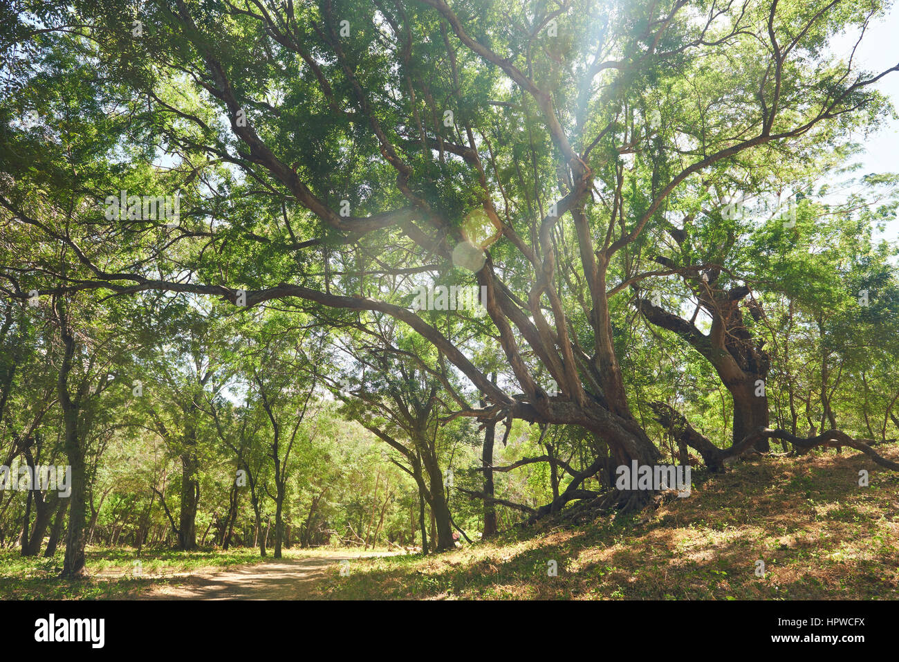 Il vecchio albero immenso parco in estate sulla giornata di sole. Strada percorso nel parco con sun flare Foto Stock