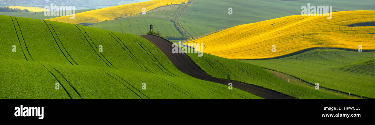 Estate verde e i campi gialli di sera Foto Stock