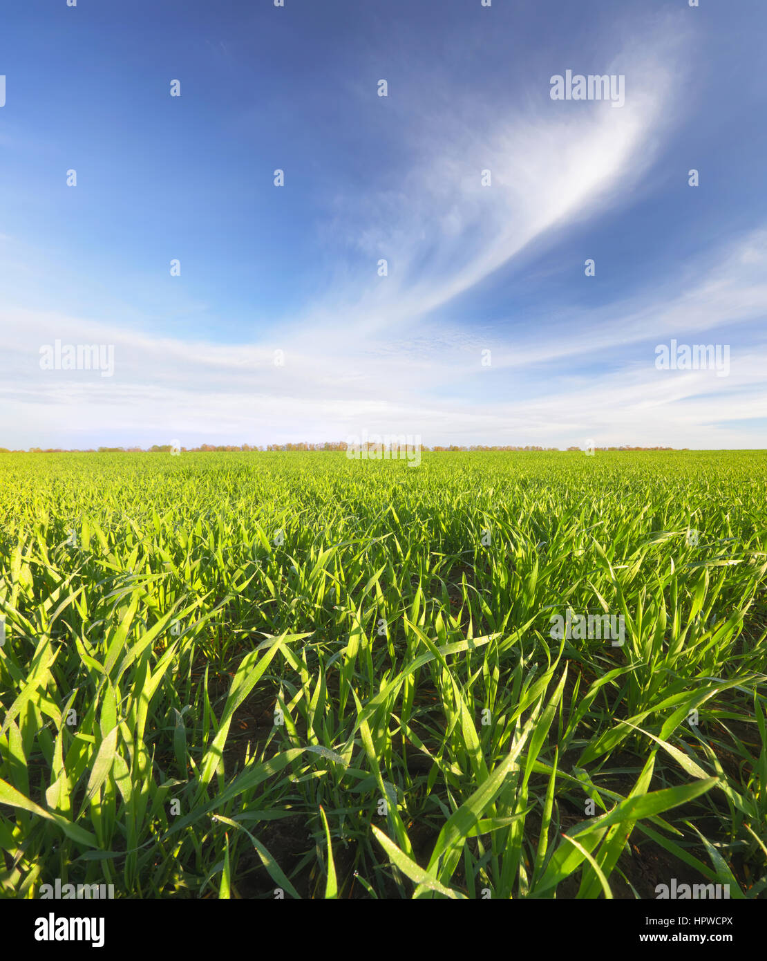 Cielo blu sopra il campo verde su un giorno di estate Foto Stock