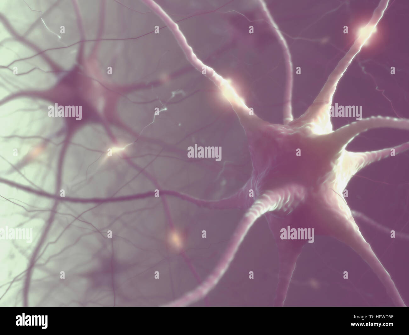 Le cellule nervose del cervello umano, illustrazione. Foto Stock
